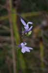 Glade lobelia